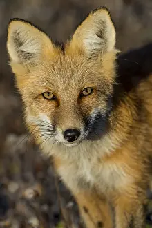 Leesonphoto: Red Fox (Vulpes vulpes) near the Yukon/British Columbia