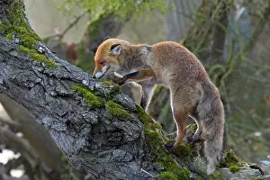Smelt: Red fox (Vulpes vulpes) on old tree trunk, Germany