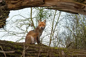 Coarse: Red fox (Vulpes vulpes) on old tree trunk, Springtime