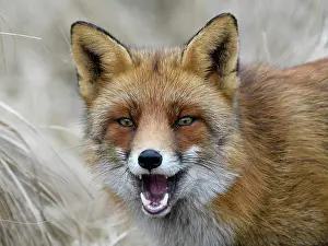 Snout: Red fox (Vulpes vulpes), with open mouth and erect