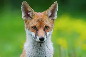 Canid: Red fox (Vulpes vulpes), portrait, south east England