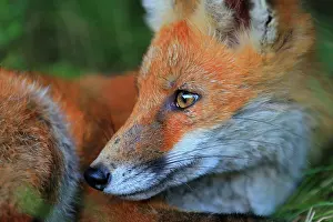 Sigmaringen: Red fox (Vulpes vulpes), portrait of a lying fox