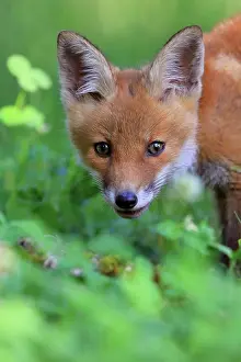 Sigmaringen: Red fox (Vulpes vulpes), portrait of a pup, young