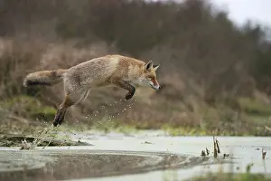 Leaping: Red fox (Vulpes vulpes) in a powerful