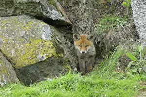 Coming: Red fox (Vulpes vulpes), pup coming out of den