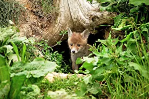 3000517: Red Fox, vulpes vulpes, Pup emerging from Den