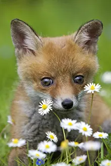 Daisy: RED FOX (vulpes vulpes), PUP WITH FLOWERS, NORMANDY IN
