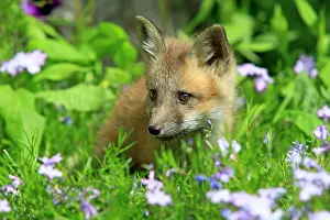 Canids: Red Fox (Vulpes vulpes), pup, ten weeks, Montana