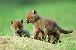300517: Red Fox (Vulpes vulpes) puppies in the field