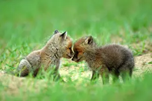 Carnivor: Red Fox (Vulpes vulpes) puppies playing in the field