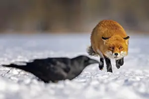 Conflict: Red fox (Vulpes vulpes) Quarrel with a common raven