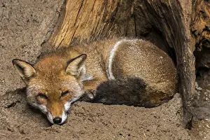 Rolled: Red fox (Vulpes vulpes) resting curled up between