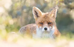 190219: Red Fox (Vulpes vulpes) resting in the dunes, l