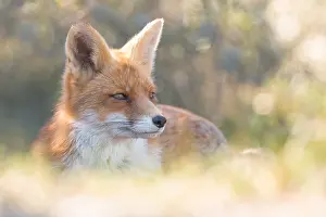190219: Red Fox (Vulpes vulpes) resting in the dunes, Z