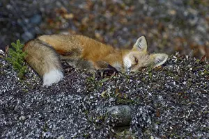 Pat And Tom Leeson (new Material): Red Fox (Vulpes vulpes) resting in the Liard River