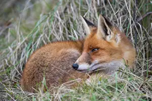 Rests: Red fox ( Vulpes vulpes) rests in the grass, Netherlands