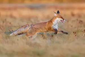 Move: Red Fox (Vulpes vulpes), running in meadow at autumn