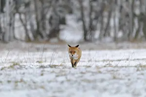 Move: Red Fox (Vulpes vulpes), running in winter