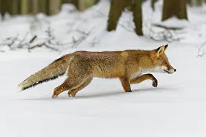 Move: Red Fox (Vulpes vulpes), running in winter