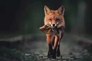 Yukon: Red fox (Vulpes vulpes) runs with a leather glove