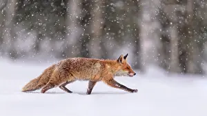 Bohemian: Red fox (Vulpes vulpes), runs in snow with snowfall