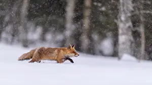 Bohemian: Red fox (Vulpes vulpes), runs in snow with snowfall
