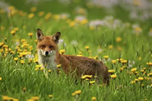 Safe: Red fox (Vulpes vulpes) safe in flowering common