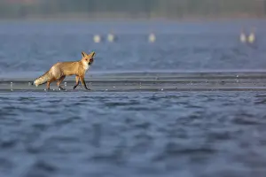 Ketelmeer: Red fox (Vulpes vulpes) on a sandy beach and lo