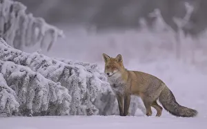 Spruce: Red fox (Vulpes vulpes), seeking shelter under branches on a spruce covered in ice and snow on a hazy