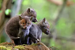 Litters: Red fox (Vulpes vulpes) siblings on their first