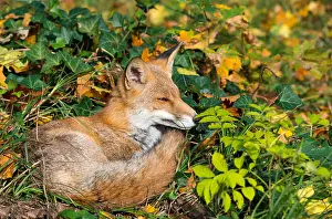 Rolled: Red fox (Vulpes vulpes) sitting in ivy on a cemetery