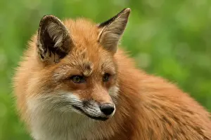 Sknes: Red Fox (Vulpes vulpes). Sk ones Dyrepark, in captivity