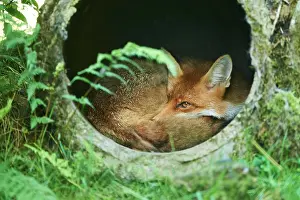 Cable: Red fox (Vulpes vulpes) sleeping in a pipe, Bavaria