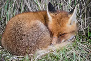 Rolled: Red fox ( Vulpes vulpes) sleeps on the grass, Netherlands