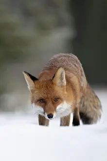 Palatinate: Red fox (Vulpes vulpes) in the snow, Bitburg, Rhineland-Pala