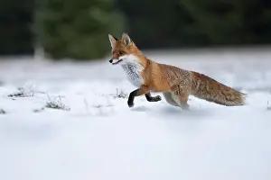 Palatinate: Red fox (Vulpes vulpes) in the snow, Bitburg, Rhineland-Pala