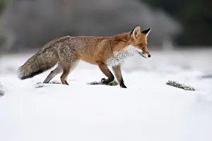 Palatinate: Red fox (Vulpes vulpes) in the snow, Bitburg, Rhineland-Pala