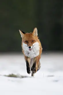 Palatinate: Red fox (Vulpes vulpes) in the snow, Bitburg, Rhineland-Pala