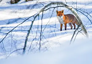 Solid: Red fox (Vulpes vulpes) in the snow, Jura, France