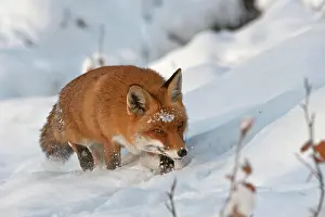 Creeps: Red Fox (Vulpes vulpes) in the snow, Knuell Wildlife