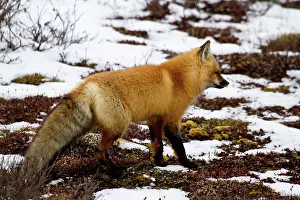 Churchill: Red Fox (Vulpes vulpes) in snow in winter