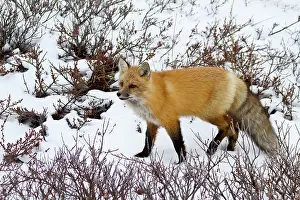 Churchill: Red Fox (Vulpes vulpes) in snow in winter