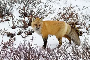 Churchill: Red Fox (Vulpes vulpes) in snow in winter
