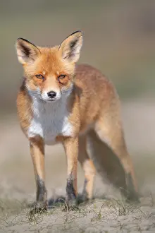 190219: Red Fox (Vulpes vulpes) standing in the dunes l