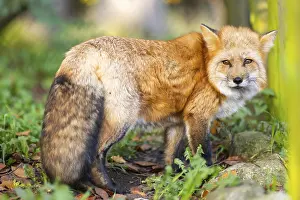 Joyful: Red fox (Vulpes vulpes) standing in a forest in autumn