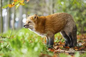 Joyful: Red fox (Vulpes vulpes) standing in a forest in autumn