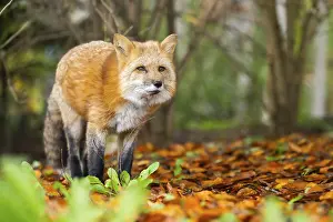 Joyful: Red fox (Vulpes vulpes) standing in a forest in autumn