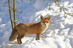 Warstein: Red fox (Vulpes vulpes) standing in the snow, Warstein