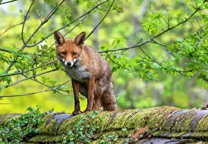 Roofs: Red fox (Vulpes vulpes) standing on top of a wall