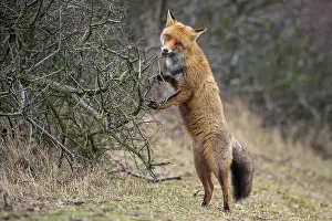 Bite: Red fox ( Vulpes vulpes) stands on the hind legs
